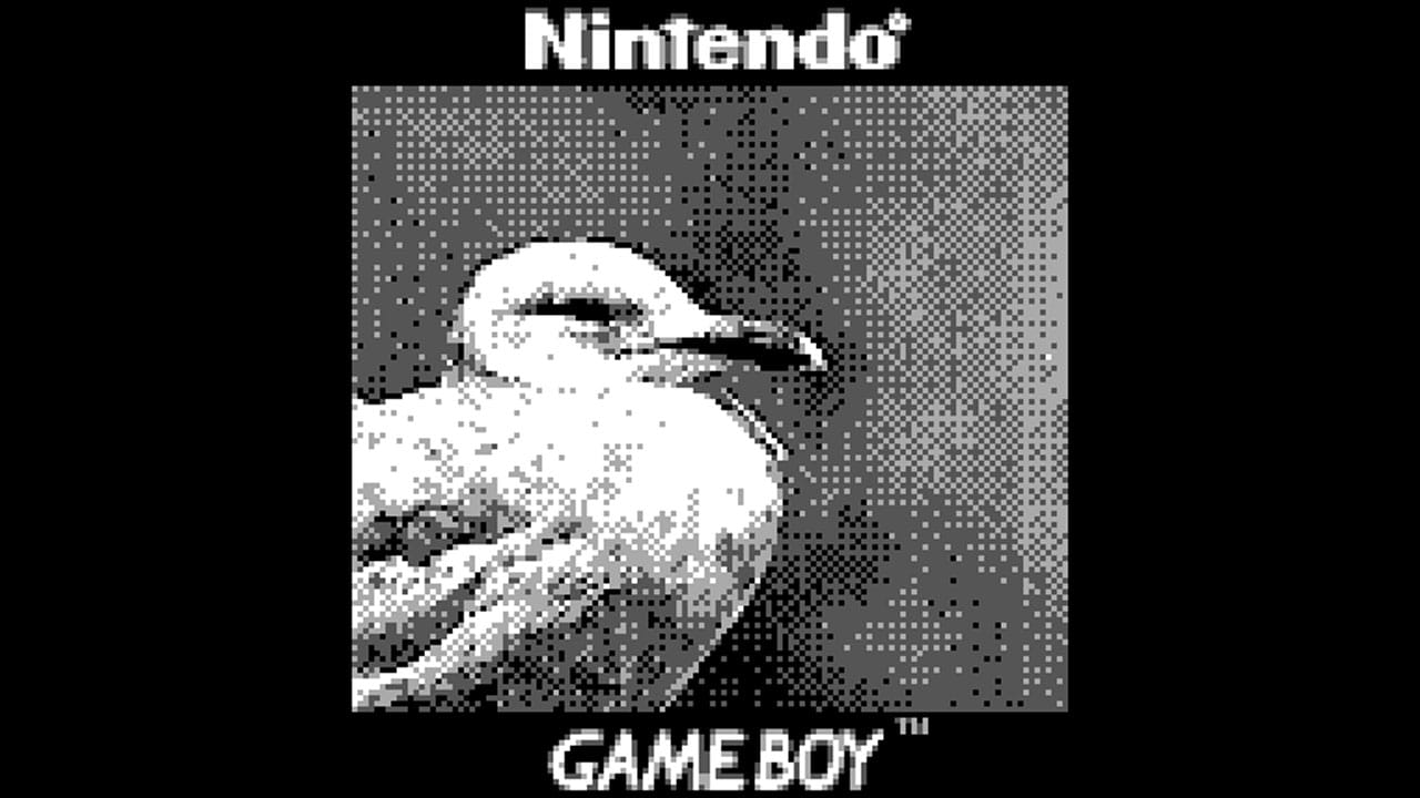 An image of a bird taken on a GB Camera