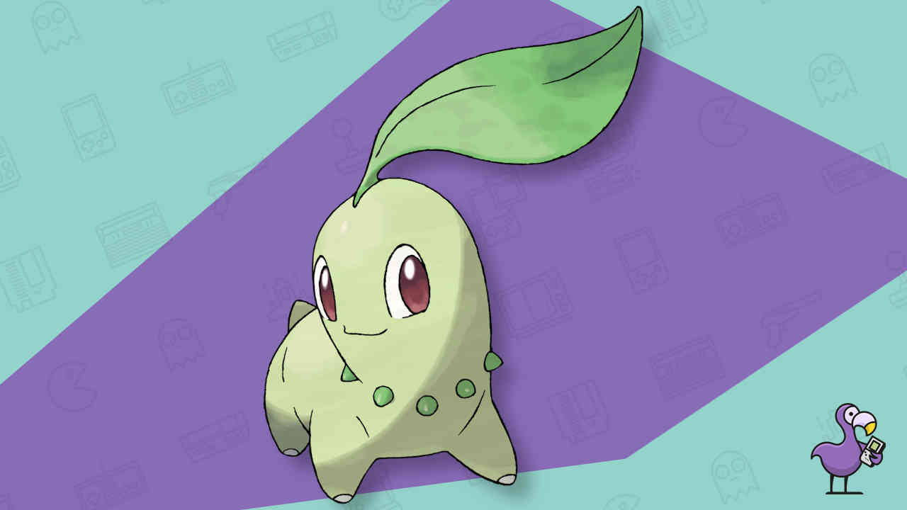 Chikorita