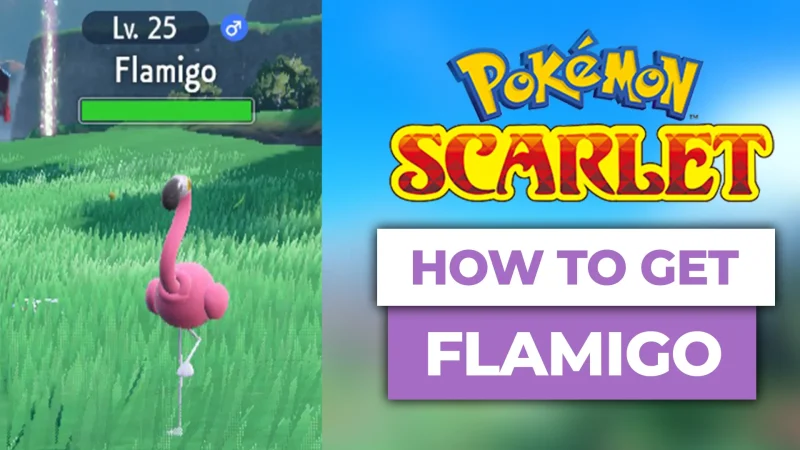 how to get flamigo